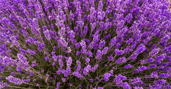 lavender plant