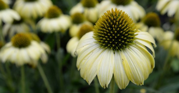 Yellow Coneflower (Ratibida columnifera)