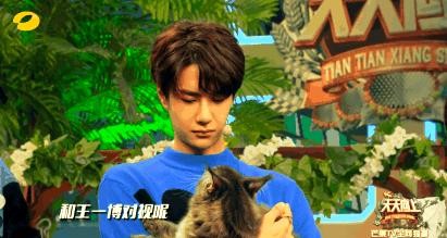 明星与猫咪的温馨日常揭秘