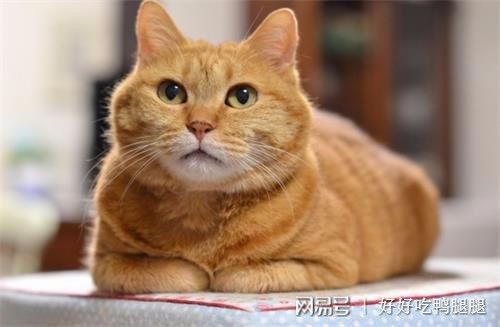 田园猫不吃饭,田园猫不吃饭怎么办