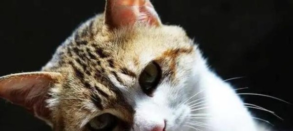 中华田园猫的饲养方法详解(了解中华田园猫的特点,打造温馨的家庭宠物生活)