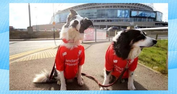 揭秘足球经济：转会费背后的复杂真相