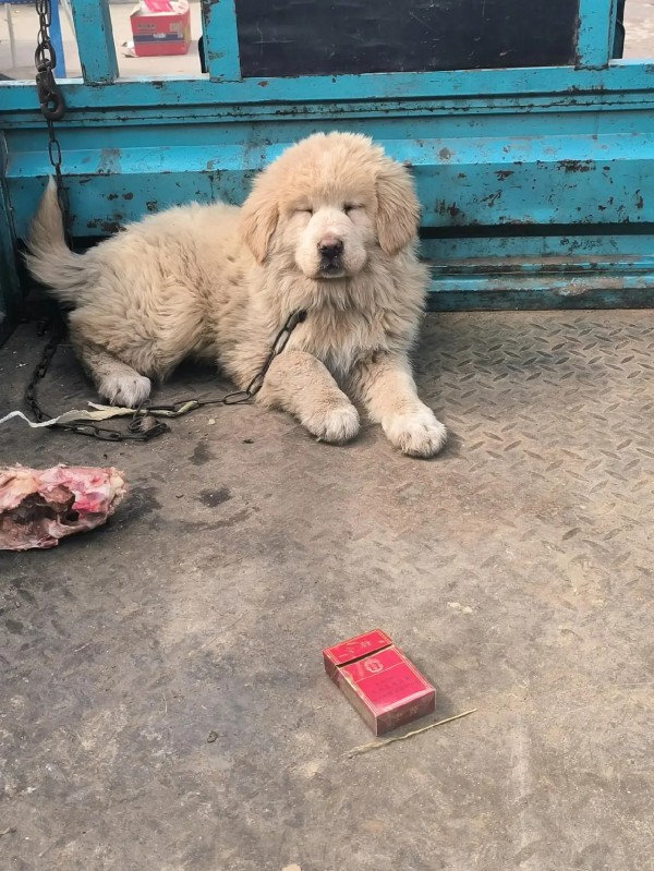 马岚文章：藏獒事件：娱乐圈的舆情风暴与反思

在光鲜亮丽的娱乐圈背后，往往隐藏着许多不为人知的秘密和争议。最近，藏獒事件成为了舆论的焦点，引发了广泛关注和讨论。这起事件不仅揭示了娱乐圈的某些乱象，也让我们思考了舆情处理和社会责任的重要性。

藏獒，作为一位在娱乐圈中颇具影响力的艺人，近期因一系列争议事件被推上了风口浪尖。从最初的负面爆料，到后来的洗白言论，再到水表圈大领导的整顿行动，这一系列事件仿...