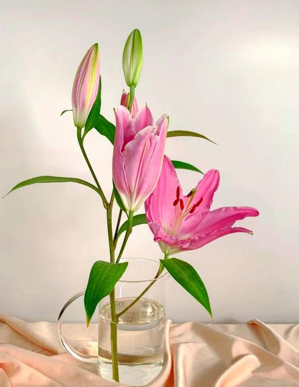 明星的成长与挑战：从罗云熙到郭敬明的多元解读