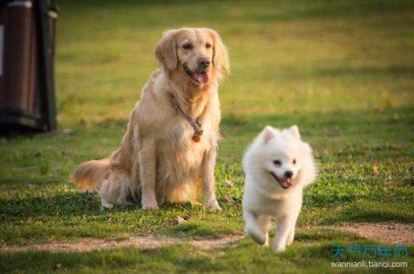 属狗每月星座运势 属狗十二星座运势是什么意思？