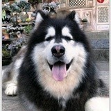 小麦身材好好啊