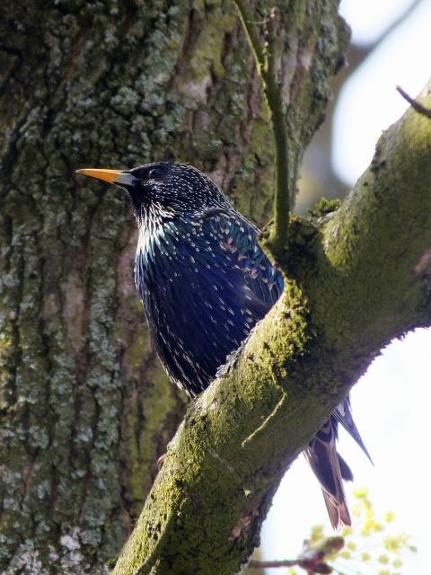 80后体坛明星语录之林丹篇