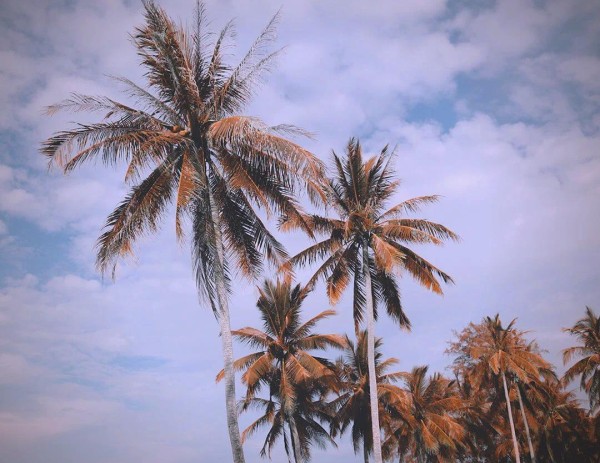 粉丝的心愿：为爱豆庆祝每一个特别的生日