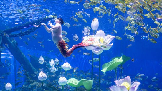 图为胖人鱼“猪鲤”表演剧照。融创海世界 供图