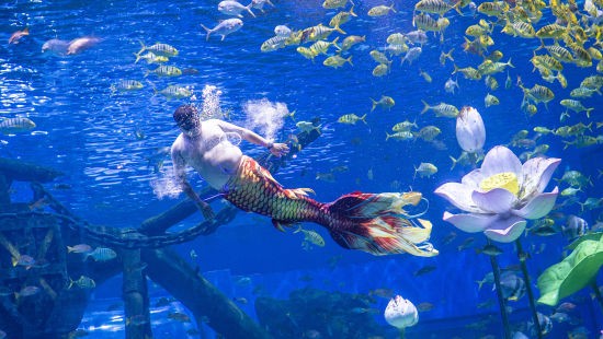 图为胖人鱼“猪鲤”表演剧照。融创海世界 供图