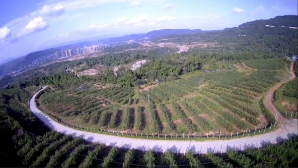 黄金蜜一号果园航拍图