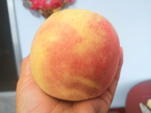 黄金蜜一号黄油桃特写