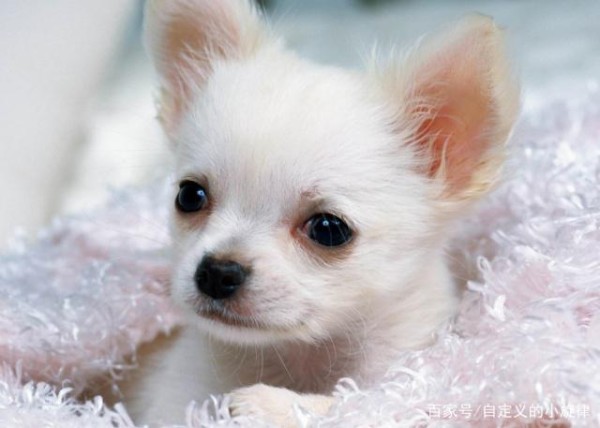 狗狗的喂养及常见疾病的预防和治疗