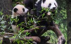 日媒：“大熊猫可能会从日本完全消失”