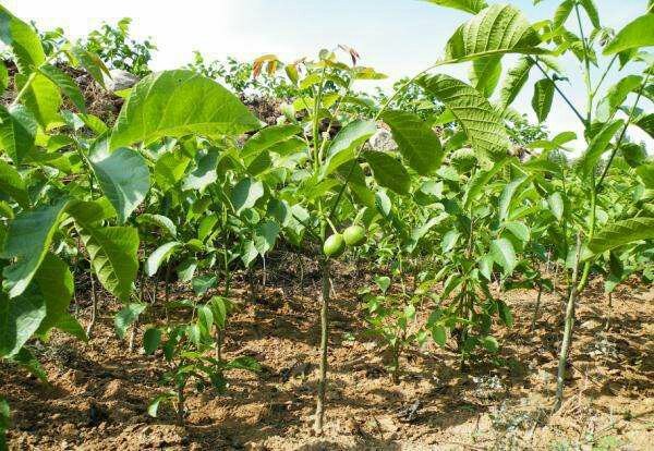 清香核桃成片种植园航拍图