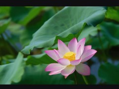 即梦AI怎么生成图片? 即梦上传参考图生成新图的实用教程