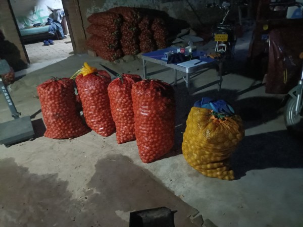 清香核桃加工厂内景：自动化流水线作业场景