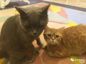 网红小猫咪是哪些明星？萌宠界的流量担当都有谁？