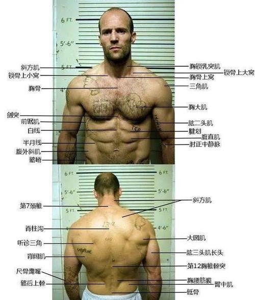 2024年有哪些明星的健身计划受到了关注？