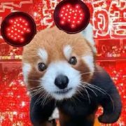 史上出道时间最短的艺...