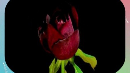 做你自己喜欢的事，哪怕别人都笑你傻–早安心语经典短句