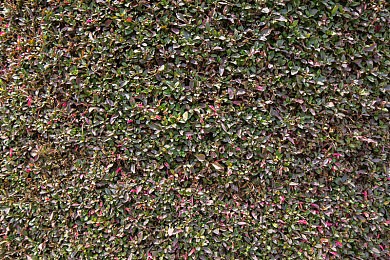 网曝吃瓜泄密黑料：明星隐私门：揭秘网络泄密真相-4