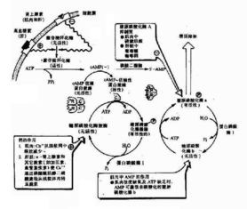 mpf如何活化 引发了哪些生物学事件，mpf活性激活的过程及主要作用