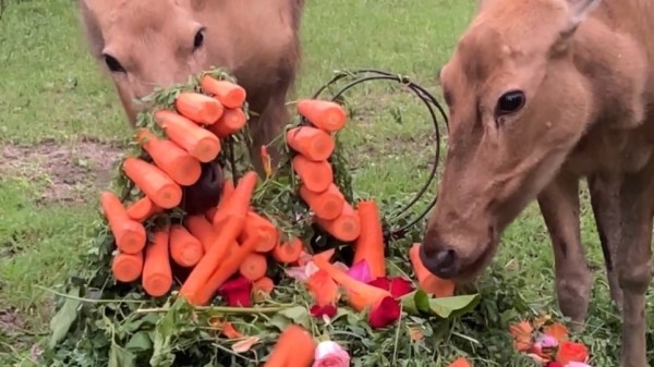 明星麋鹿吃苜蓿“生日蛋糕”啦！