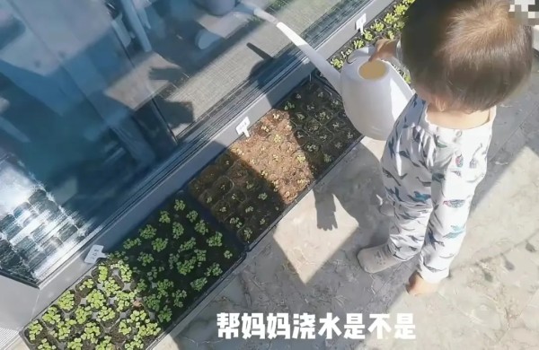 娱乐个神算子：苗苗在阳台种的蔬菜长出来了，一岁大女儿帮着浇水，煮面条放菜叶和鸡蛋，生活好惬意！

一周前，郑恺老婆苗苗因为居家隔离，闲来无事，买来各种各样的蔬菜种子，在自己家的阳台里种菜，表示过几天就可以吃了。

4月16日，苗苗晒出一段视频分享隔离日常生活，一周前在阳台种的菜已经长出来了，小白菜，大蒜，生菜等应有尽有，还用纸牌写上了蔬菜的名称，还有这些蔬菜为女儿做美食。

视频中，一岁大的女儿罕...