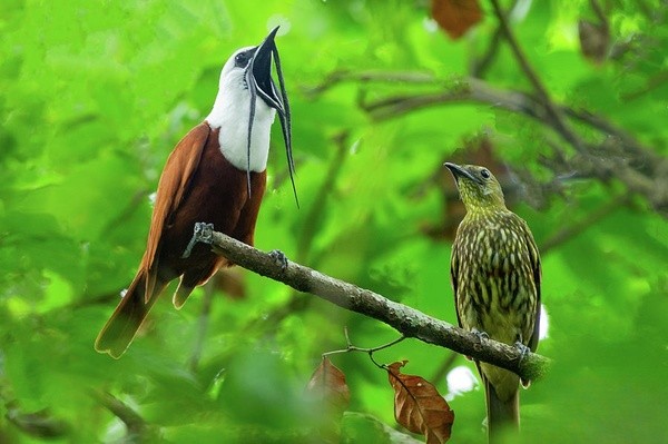 三肉垂铃鸟(Three-Wattled Bellbird,学名:Procnias tricarunculatus)