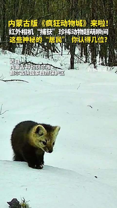 内蒙古版《疯狂动物城》来啦!