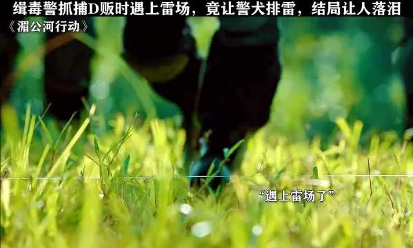 缉毒警为抓捕贩毒分子，连缉毒犬都牺牲了 张涵予 #彭于晏