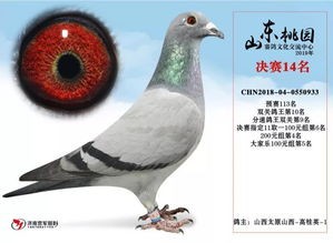 “2014影视公棚决赛获奖鸽，宠物界的明星风采！”