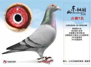 “2014影视公棚决赛获奖鸽，宠物界的明星风采！”