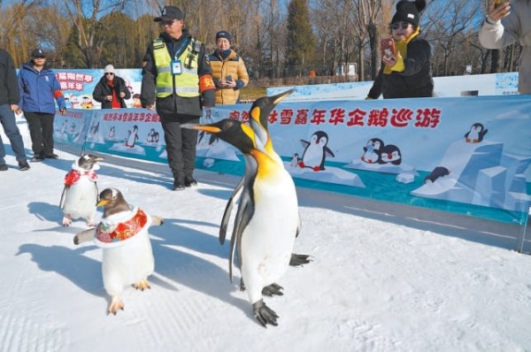 巡游企鹅成为陶然亭冰雪嘉年华上的“明星”。