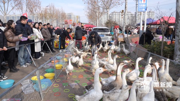 1天10万客流，这个山东乡村大集凭什么火出圈？