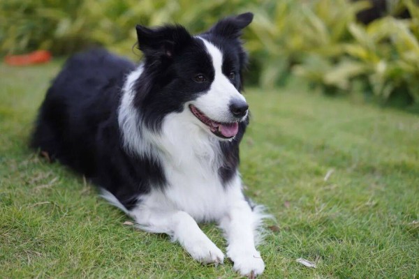 一份来自狗狗的“年度工作总结”：今年共拆家3次，讨食成功365回