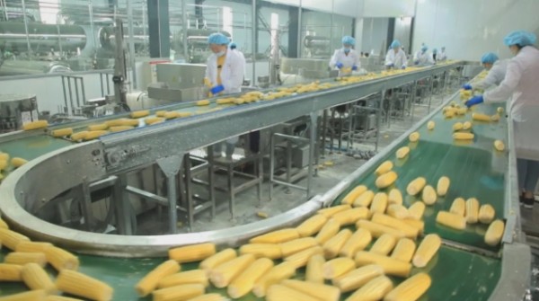 内蒙古甜玉米哪里买,玉米