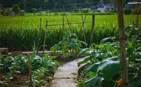 网红背后的奋斗故事:从平凡到非凡的蜕变