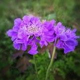 上升星座明星大集合(转帖)