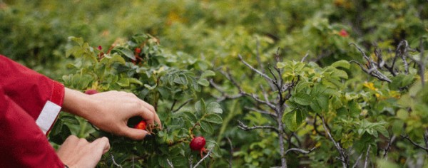 太阳双子座与12月亮星座组合