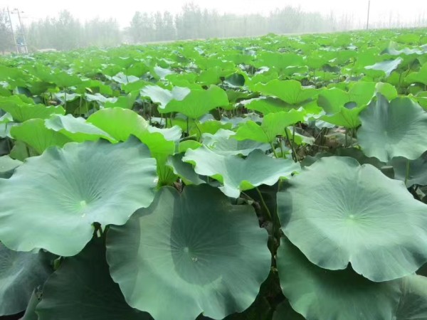 黑莲藕：独特品种崛起，打造高端农产品新蓝海