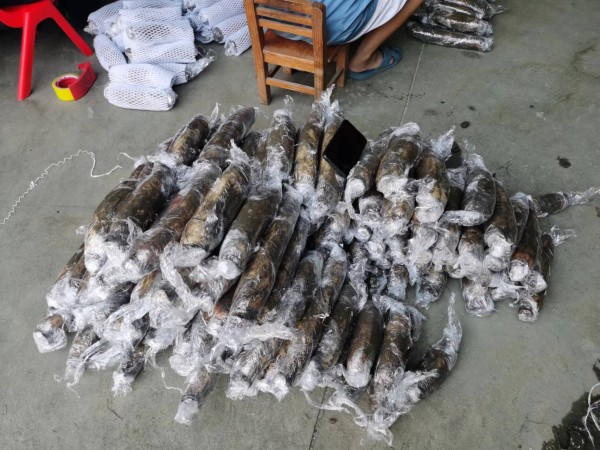 湖北洪湖黑莲藕采收现场