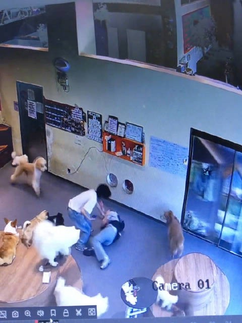 当人在狗咖里摔倒时…全世界的小狗都涌了过来