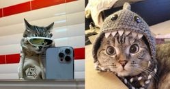 2025全球最紅「貓咪KOL」Top10排行榜出爐！冠軍Nala流浪貓身價29億，這隻「烏克蘭虎斑貓」小甜甜布蘭妮轉發一夕爆紅