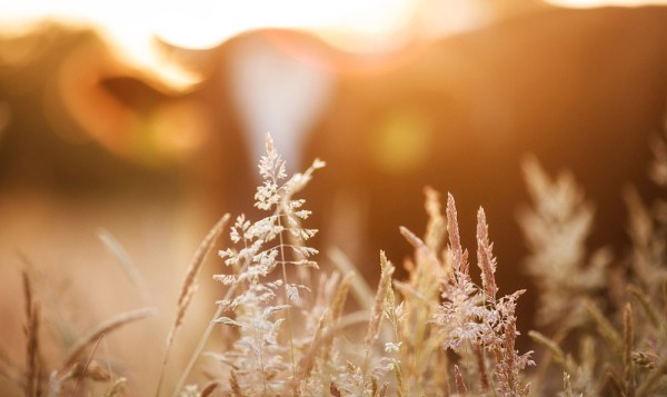 明星婚礼都不戴项链(明星婚礼都不戴项链嘛)