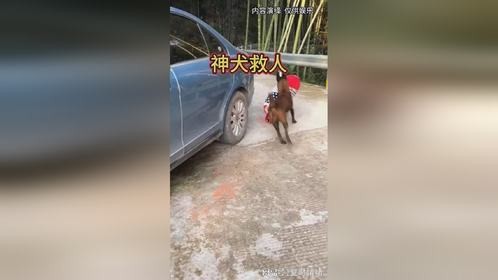 神犬救人！小主人危急时刻谁来守护？