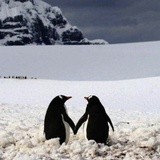 守护波士顿小熊