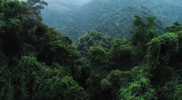 胡歌、刘涛和陈龙等明星环保行动者走进海南热带雨林