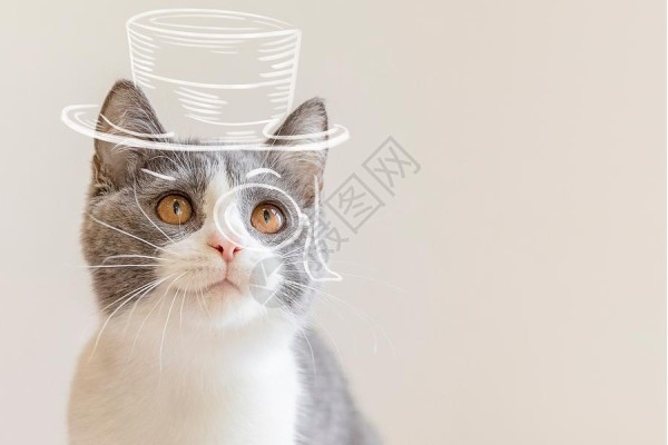 猫咪大侦探明星大侦探高清图片